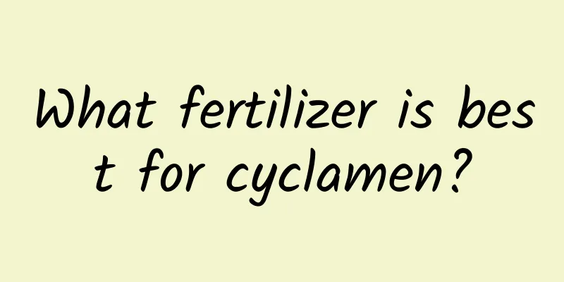What fertilizer is best for cyclamen?