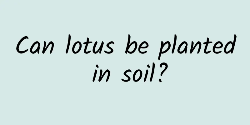 Can lotus be planted in soil?