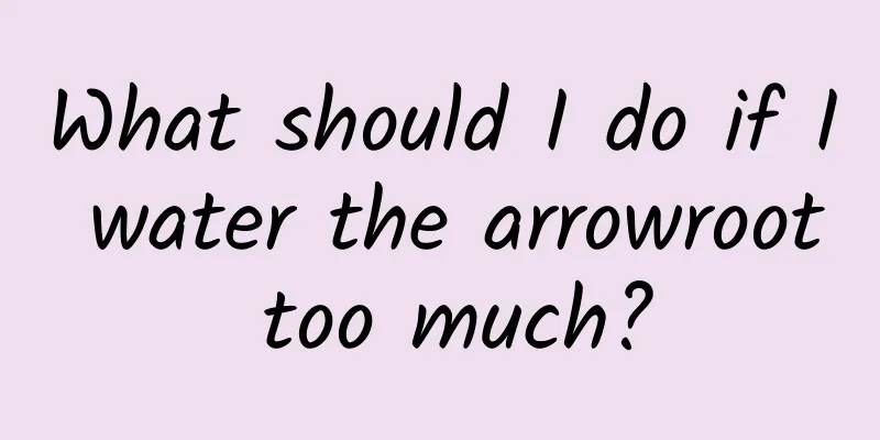 What should I do if I water the arrowroot too much?