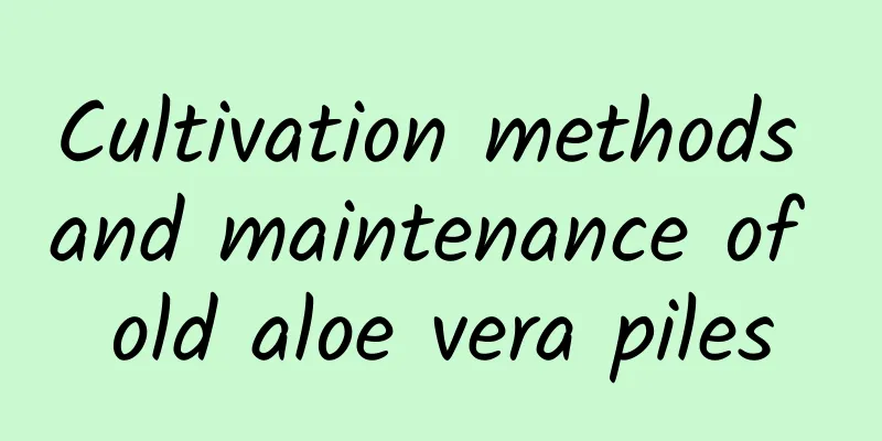 Cultivation methods and maintenance of old aloe vera piles