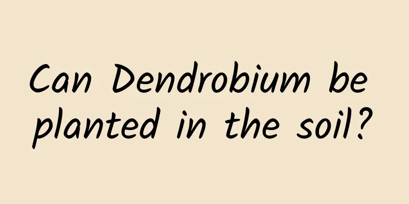 Can Dendrobium be planted in the soil?