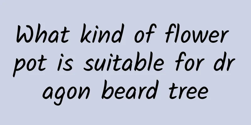 What kind of flower pot is suitable for dragon beard tree