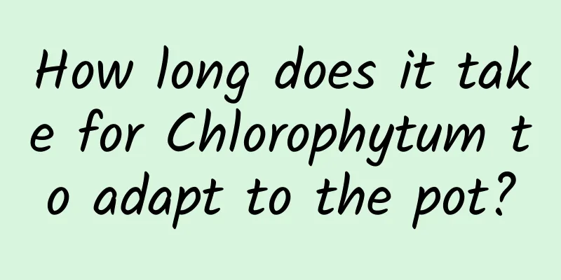 How long does it take for Chlorophytum to adapt to the pot?
