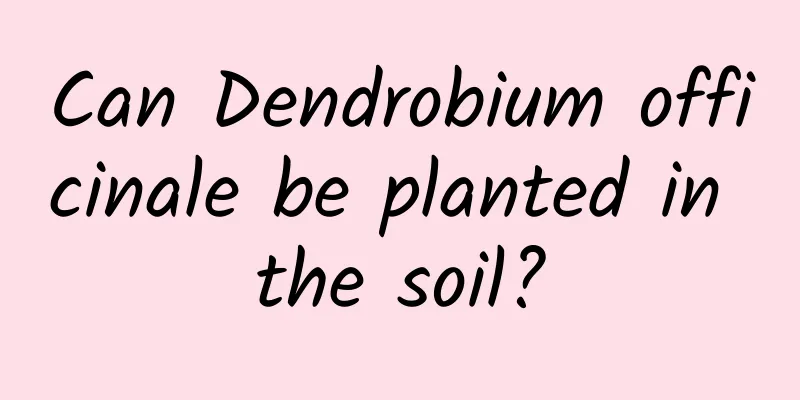 Can Dendrobium officinale be planted in the soil?