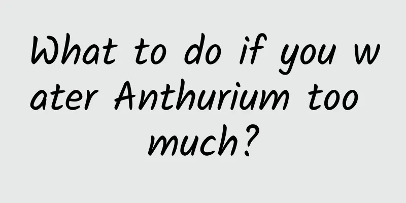 What to do if you water Anthurium too much?