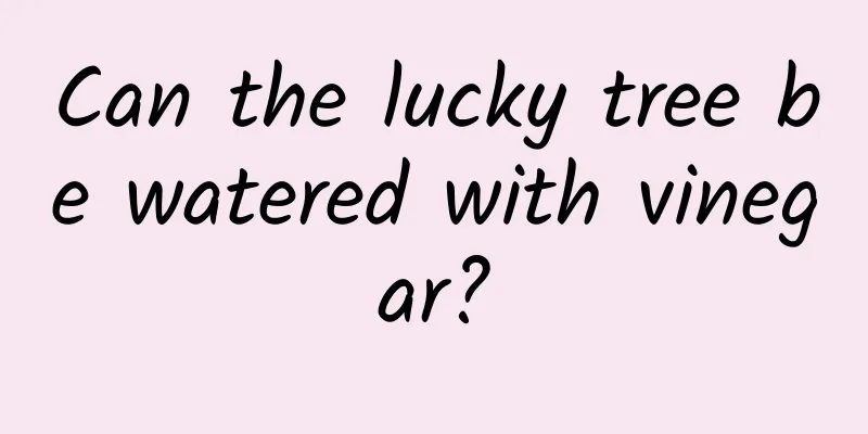 Can the lucky tree be watered with vinegar?