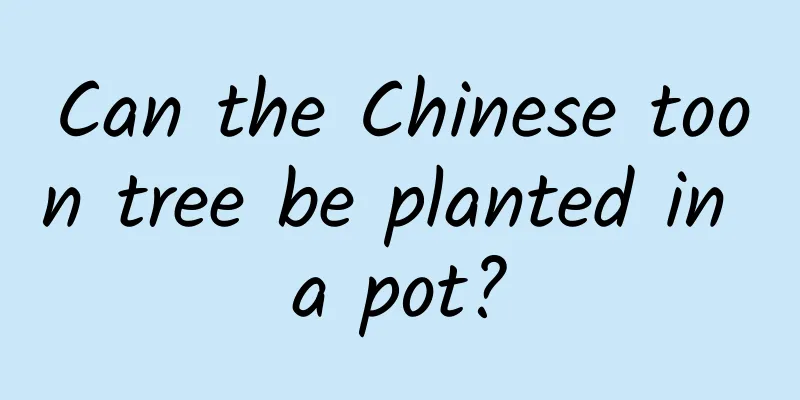 Can the Chinese toon tree be planted in a pot?
