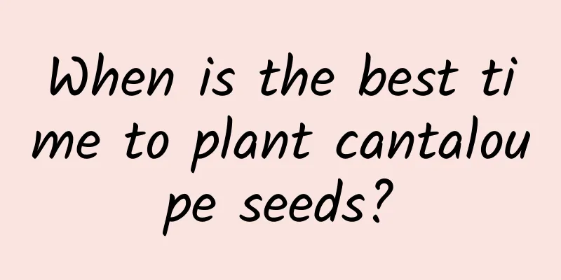 When is the best time to plant cantaloupe seeds?