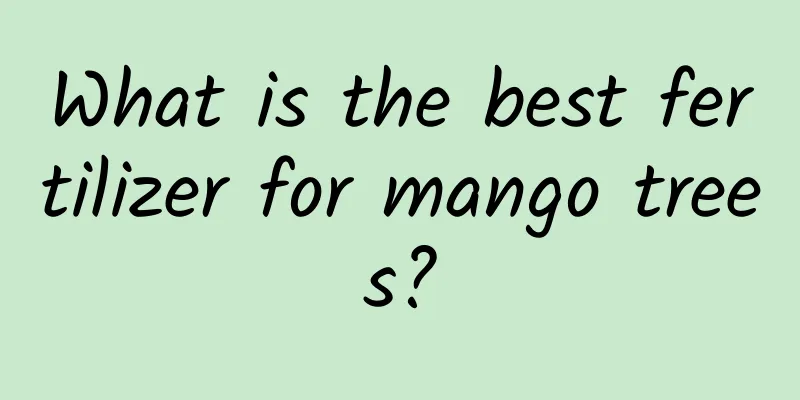 What is the best fertilizer for mango trees?