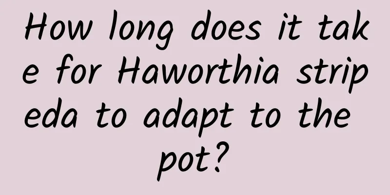 How long does it take for Haworthia stripeda to adapt to the pot?