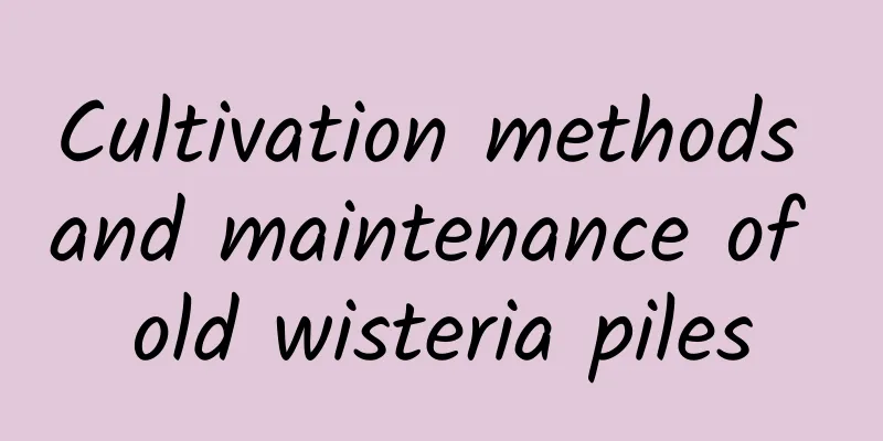 Cultivation methods and maintenance of old wisteria piles