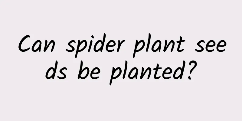 Can spider plant seeds be planted?