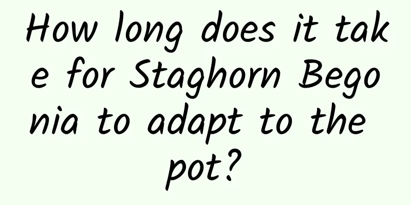 How long does it take for Staghorn Begonia to adapt to the pot?