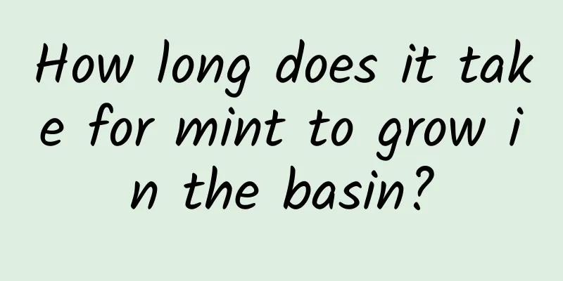 How long does it take for mint to grow in the basin?