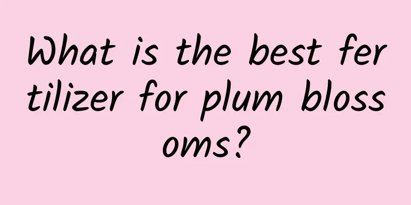What is the best fertilizer for plum blossoms?