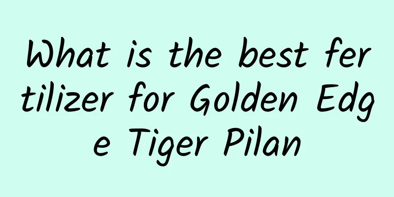 What is the best fertilizer for Golden Edge Tiger Pilan