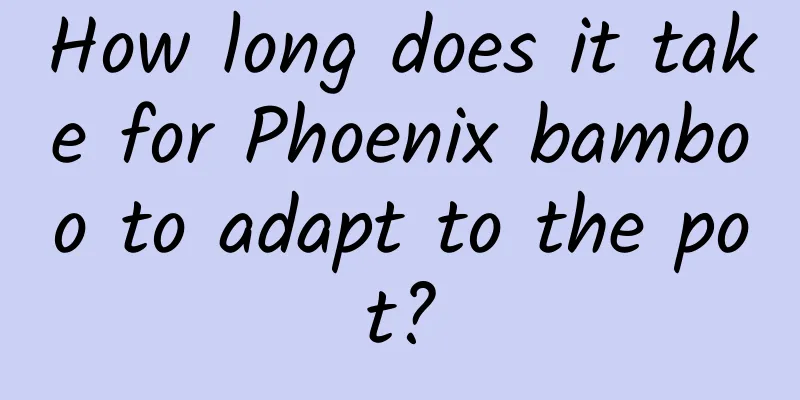 How long does it take for Phoenix bamboo to adapt to the pot?