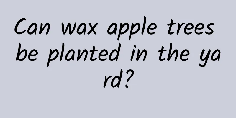Can wax apple trees be planted in the yard?