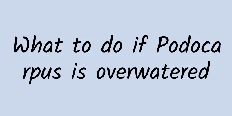 What to do if Podocarpus is overwatered