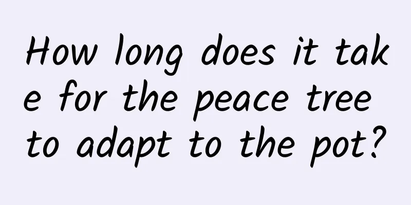 How long does it take for the peace tree to adapt to the pot?