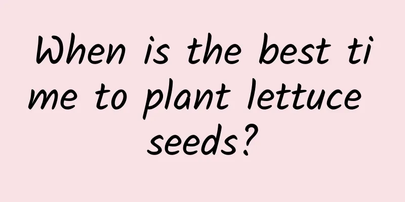 When is the best time to plant lettuce seeds?