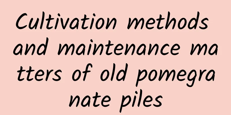 Cultivation methods and maintenance matters of old pomegranate piles