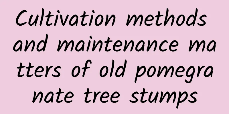 Cultivation methods and maintenance matters of old pomegranate tree stumps