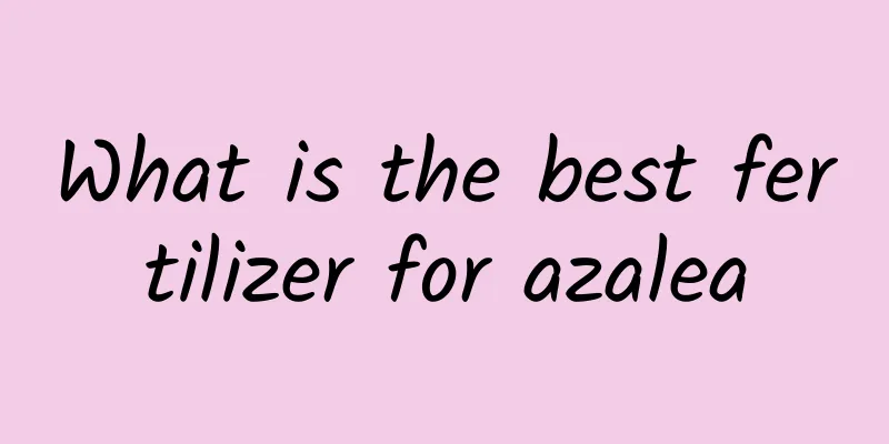 What is the best fertilizer for azalea