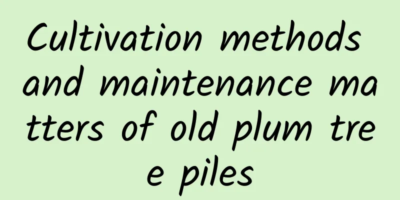 Cultivation methods and maintenance matters of old plum tree piles