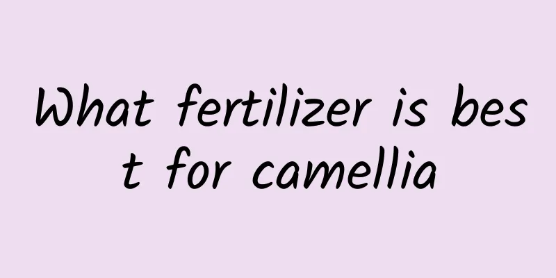 What fertilizer is best for camellia