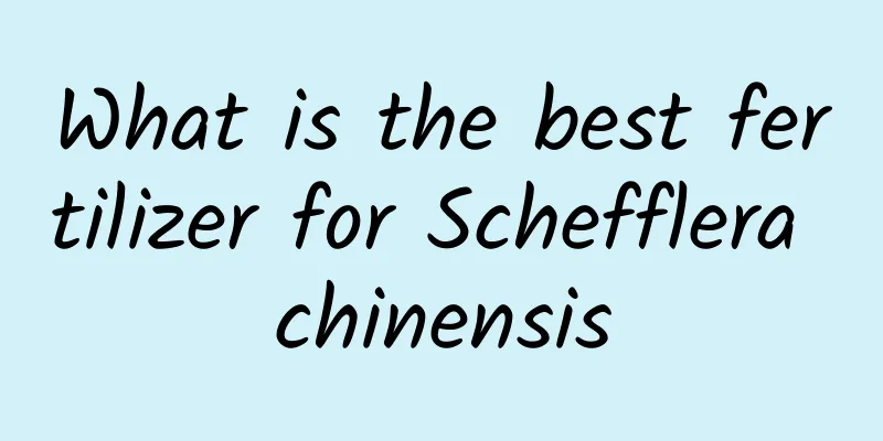 What is the best fertilizer for Schefflera chinensis