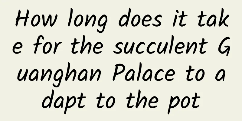 How long does it take for the succulent Guanghan Palace to adapt to the pot