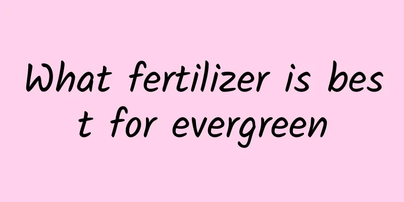 What fertilizer is best for evergreen