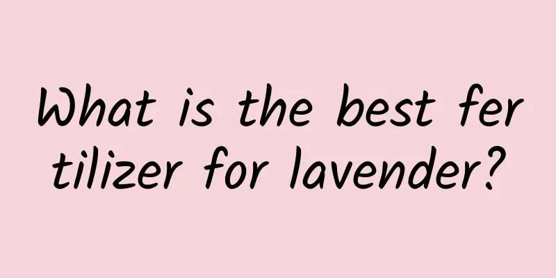 What is the best fertilizer for lavender?