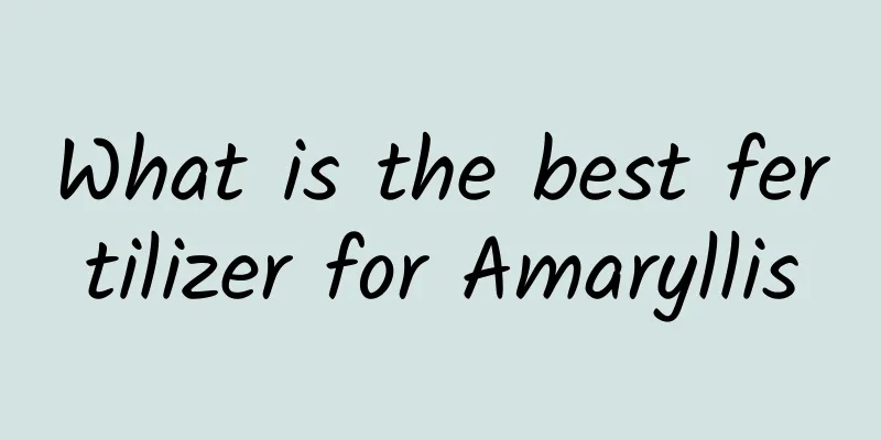 What is the best fertilizer for Amaryllis