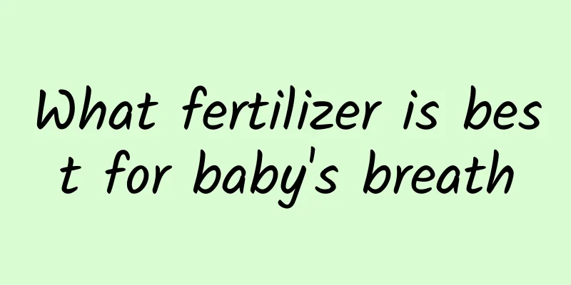 What fertilizer is best for baby's breath