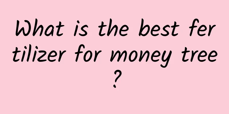 What is the best fertilizer for money tree?