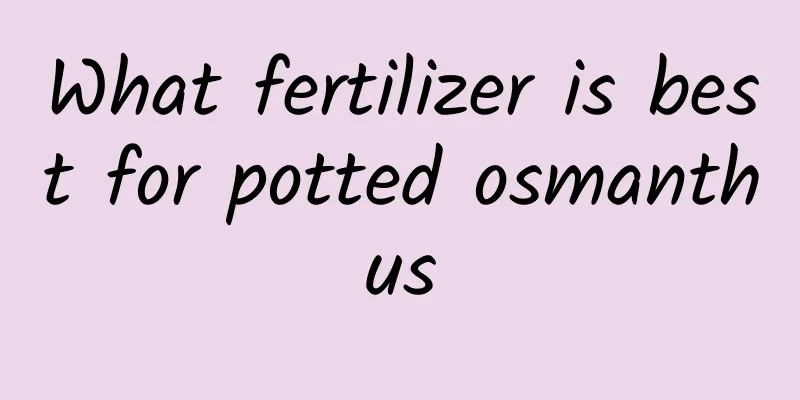 What fertilizer is best for potted osmanthus