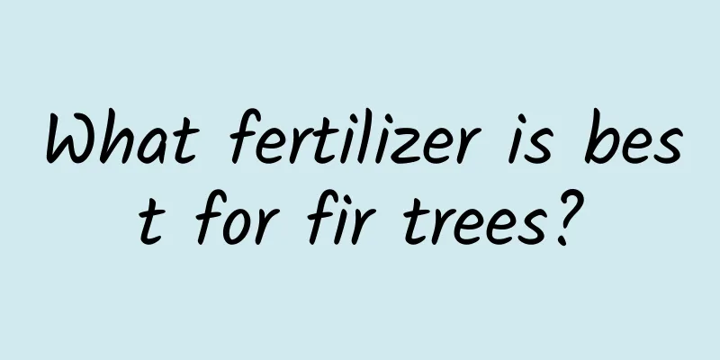 What fertilizer is best for fir trees?