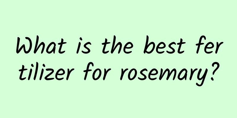 What is the best fertilizer for rosemary?