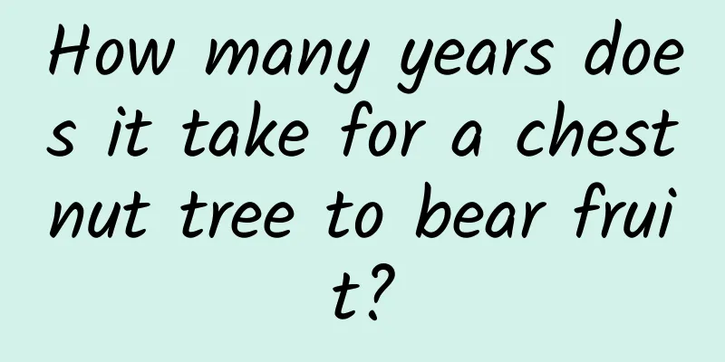 How many years does it take for a chestnut tree to bear fruit?