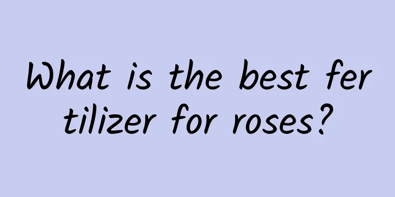 What is the best fertilizer for roses?