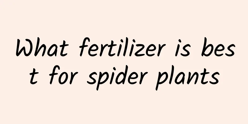 What fertilizer is best for spider plants