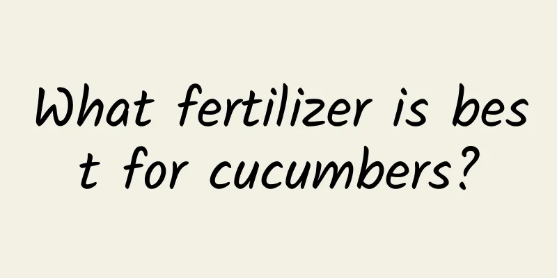 What fertilizer is best for cucumbers?