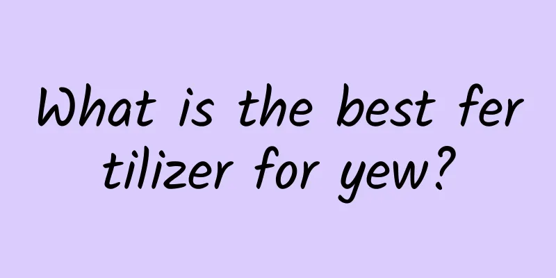 What is the best fertilizer for yew?