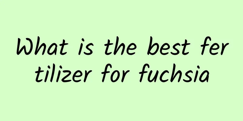 What is the best fertilizer for fuchsia