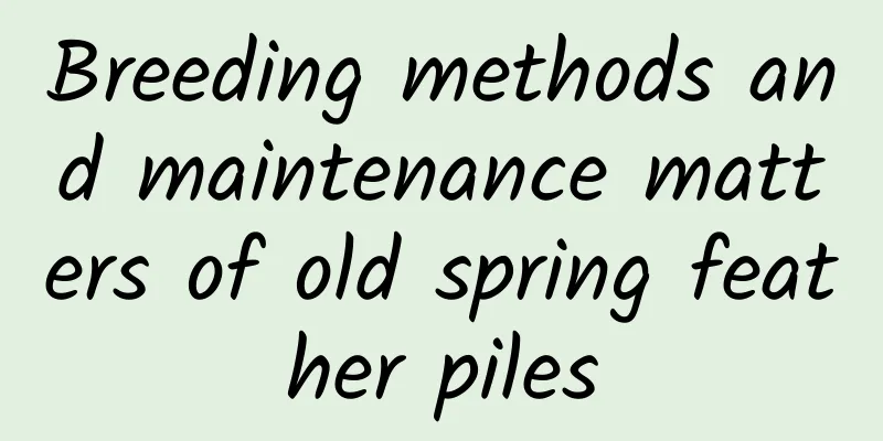 Breeding methods and maintenance matters of old spring feather piles
