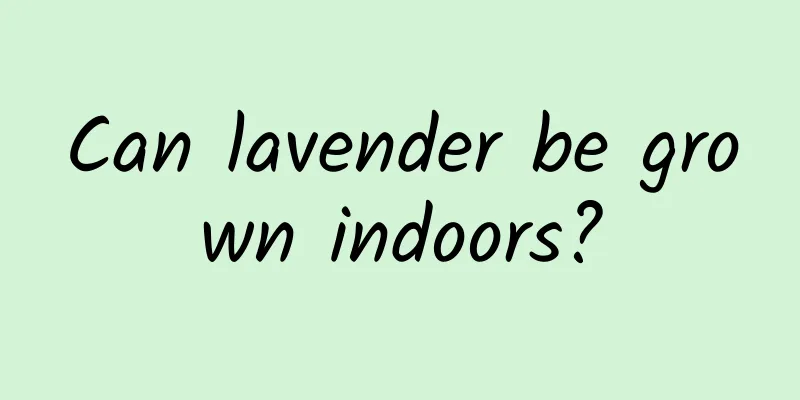 Can lavender be grown indoors?