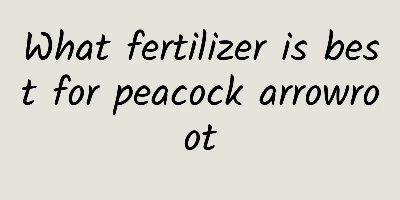 What fertilizer is best for peacock arrowroot