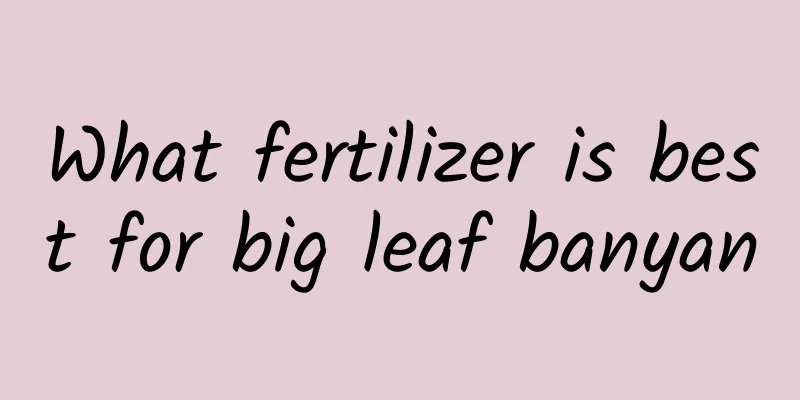 What fertilizer is best for big leaf banyan